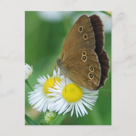 Carte Postale papillon&daises (Devant)