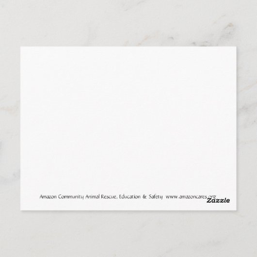 Carte postale papillon d'Amazonie (Dos)