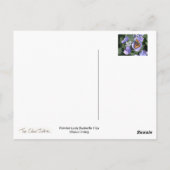 Carte Postale Papillon dame peint 1 (Dos)