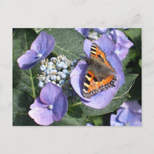 Carte Postale Papillon dame peint 1