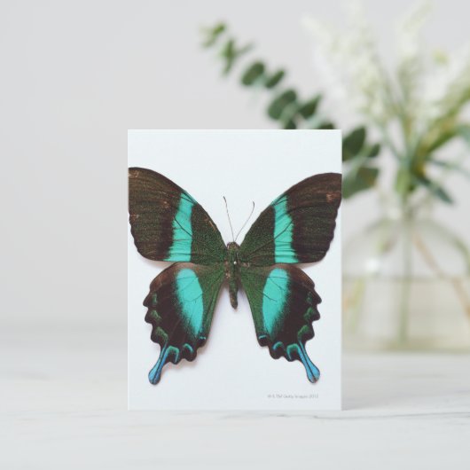 Carte Postale Papillon dans les régions d'Asie et d'Inde (Debout devant)