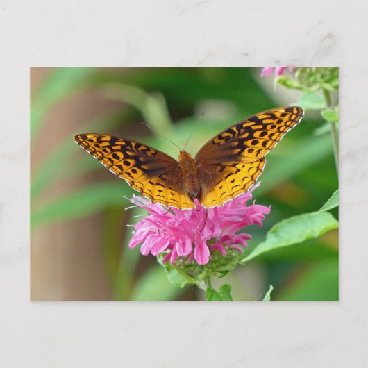 Carte Postale Papillon de contrôle argenté (Devant)