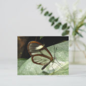 Carte Postale Papillon de Glasswinged (Debout devant)