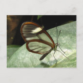 Carte Postale Papillon de Glasswinged (Devant)