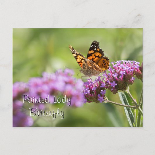 Carte Postale Papillon de la Dame peinte (Devant)
