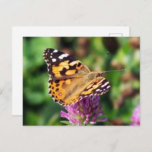 Carte postale Papillon de la Dame peinte (Devant / Derrière)