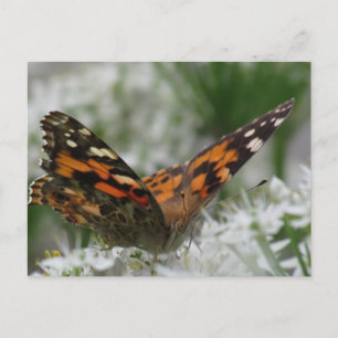 Carte Postale Papillon de la Dame peinte