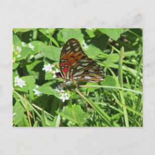 Carte postale Papillon de la Dame peinte
