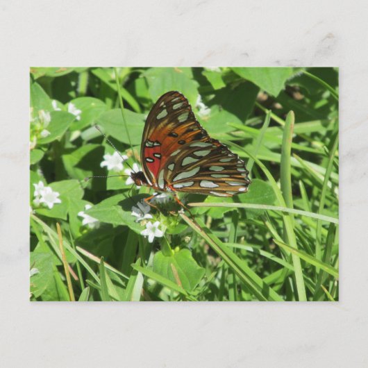 Carte postale Papillon de la Dame peinte (Devant)