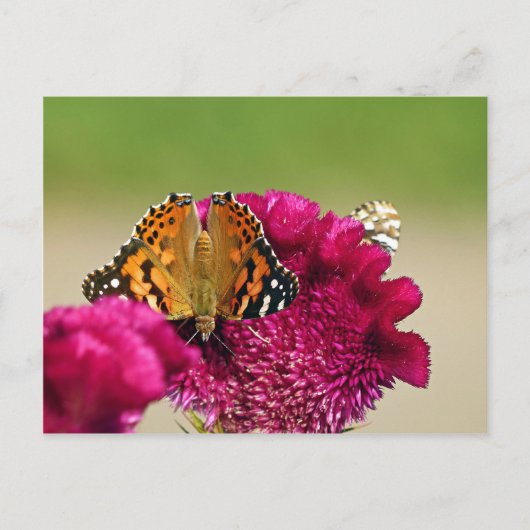 Carte Postale Papillon de la Dame peinte (Devant)