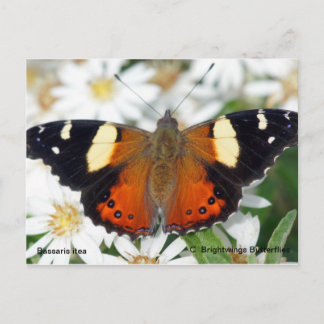 Carte Postale Papillon de l'amiral jaune