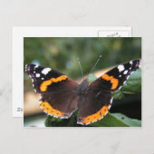 Carte postale Papillon de l'amiral rouge (Devant / Derrière)