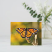 Carte Postale Papillon de monarque (Debout devant)