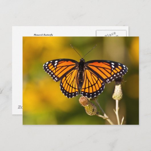 Carte Postale Papillon de monarque (Devant / Derrière)