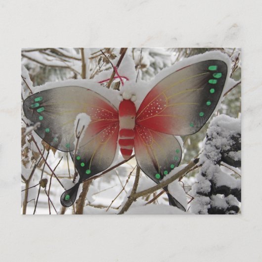 Carte Postale Papillon de neige (Devant)