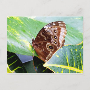 Carte Postale papillon de nuit à l'œil joli brun beige image ins