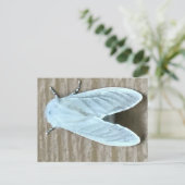 Carte Postale Papillon de nuit blanc Bug  (Debout devant)