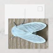 Carte Postale Papillon de nuit blanc Bug  (Devant / Derrière)