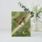 Carte Postale papillon de nuit brun (Debout devant)