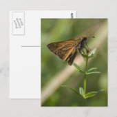 Carte Postale papillon de nuit brun (Devant / Derrière)