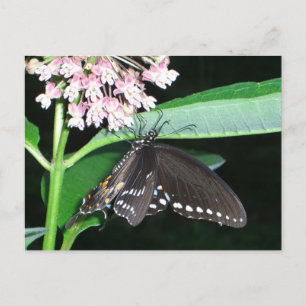 Carte Postale Papillon de nuit noir Swallowtail à Shenandoah