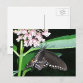 Carte Postale Papillon de nuit noir Swallowtail à Shenandoah (Devant / Derrière)