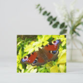 Carte Postale Papillon de paon (Debout devant)