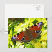 Carte Postale Papillon de paon (Devant / Derrière)