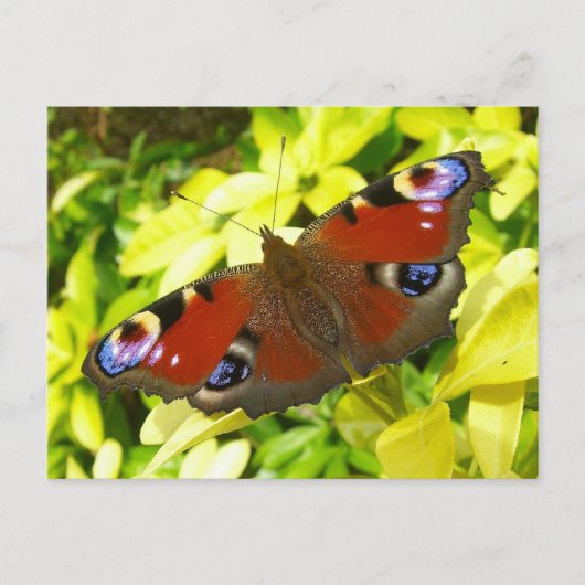 Carte Postale Papillon de paon (Devant)