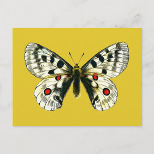 Carte Postale papillon de Parnassius apollo