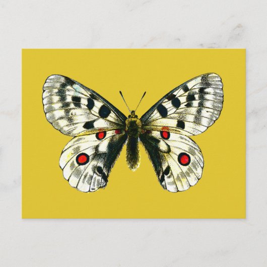 Carte Postale papillon de Parnassius apollo (Devant)