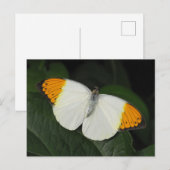 Carte Postale Papillon de pointe orange géant (Devant / Derrière)