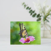 Carte Postale Papillon de queue de tigre (Debout devant)