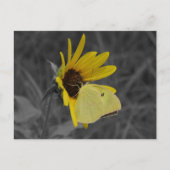 Carte postale Papillon de repos (Devant)