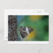 Carte Postale Papillon de tigre noir et blanc (Devant / Derrière)