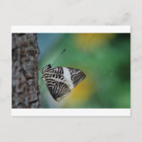 Papillon de tigre noir et blanc