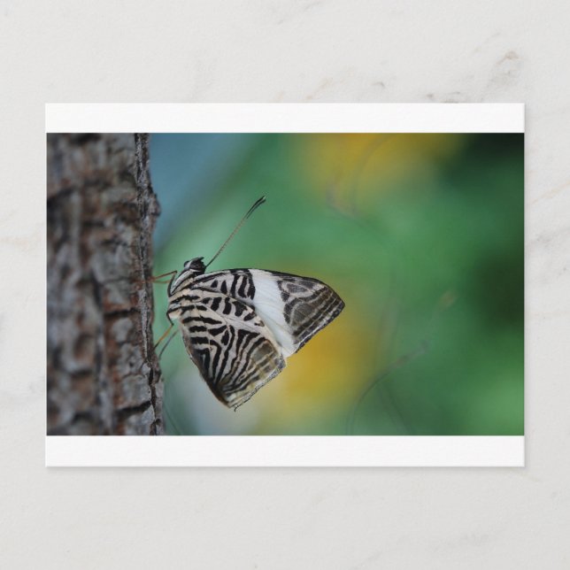 Carte Postale Papillon de tigre noir et blanc (Devant)