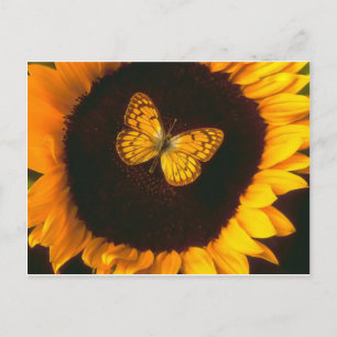 Carte Postale Papillon de tournesol