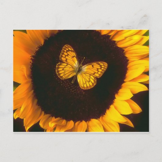 Carte Postale Papillon de tournesol (Devant)