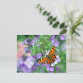 Carte Postale Papillon de virgule (Debout devant)