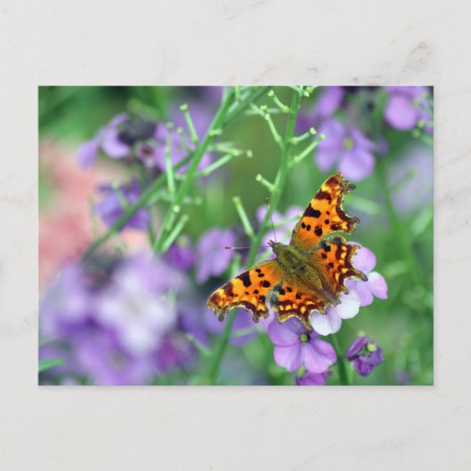 Carte Postale Papillon de virgule (Devant)