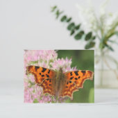 Carte Postale Papillon de virgule (Debout devant)