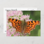 Carte Postale Papillon de virgule (Devant / Derrière)