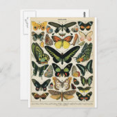 Carte Postale Papillon d'histoire naturelle (Devant / Derrière)