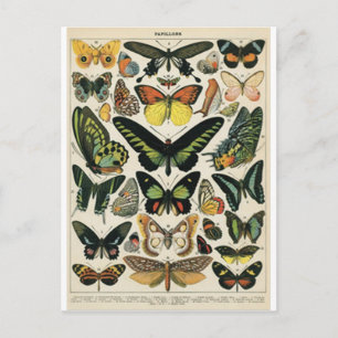 Carte Postale Papillon d'histoire naturelle