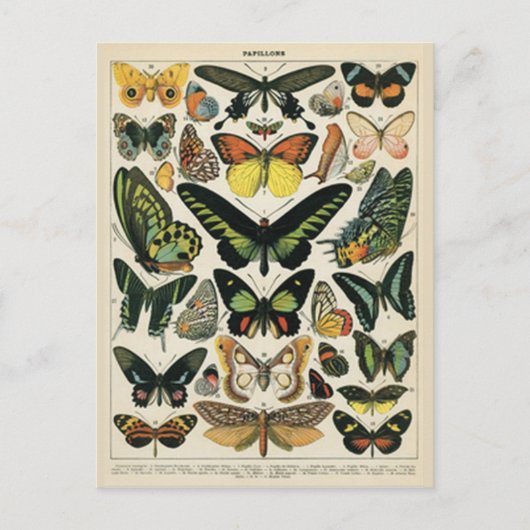 Carte Postale Papillon d'histoire naturelle (Devant)