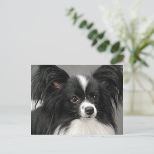 Carte postale Papillon Dog (Debout devant)