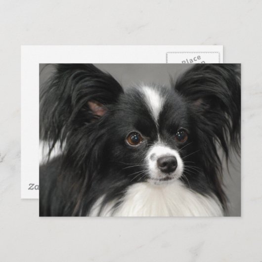 Carte postale Papillon Dog (Devant / Derrière)