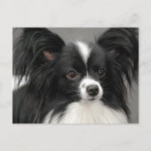 Carte postale Papillon Dog (Devant)