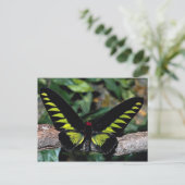 Carte Postale Papillon d'oiseau, Trogonoptera brookiana, Malais (Debout devant)